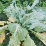 Donji listovi kupusa žute: šta učiniti